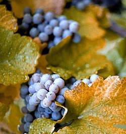 Several cluster of purple-colored Concord grapes mixed among the vine's leaves