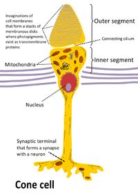Cone cell structure
