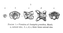 vertebra of Coniophis precedens