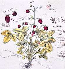 Drawing of wild strawberry in Historia platarum