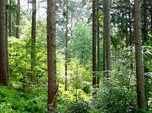 CCF, continuous cover forestry, silviculture, Douglas fir, sustainable forest management, forest ecology, Cumbria, Lake District, England