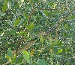 A beige-colored snake slithers on a branch, among leafy vegetation.