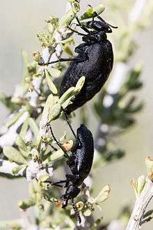 Female and male individuals of C. opaca, both black beetles on a shrub.