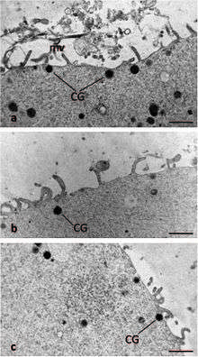 Cortical granule (CG) distribution within cortex of human oocyte at metaphase II