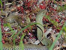 A snake, Malpolon monspessulanus