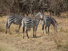 three Crawshay's zebras grazing