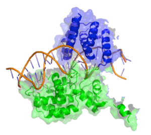 Cartoon model of Cre recombinase bound to its substrate (DNA).  A side view