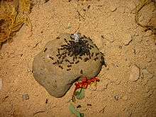 A swarm of ants on a rock