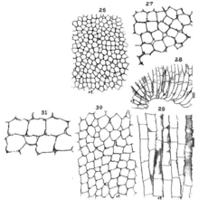 sections of Crepipora subæquata and Crepipora perampla