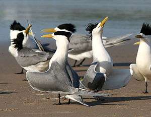 Group of crested terns displaying