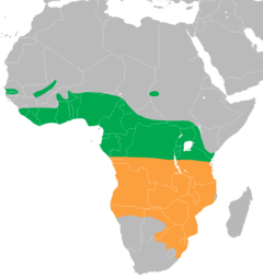 Map of Africa showing highlighted range. Year-round range covers most of equatorial Africa. Summer range covers southern much of southern Africa.