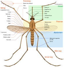 Diagram of adult mosquito body with parts labeled