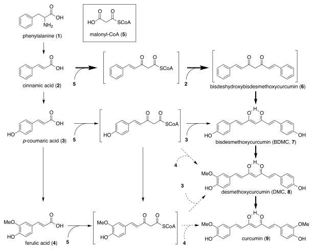 Curcumin biosynthesis diagram