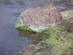 Scum of algae and cyanobacteria on water surface