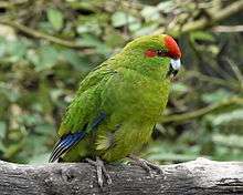 A green parrot with blue-tipped wings and a red forehead