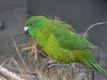 A green parrot with a light-green underside