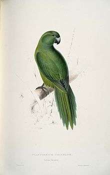Illustration of Antipodes Parakeet by Edward Lear (1812-1888).