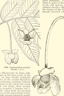 Cymbopetalum penduliflorum botanical illustration