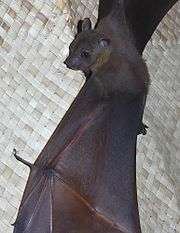 A dark brown bat with a light brown nape