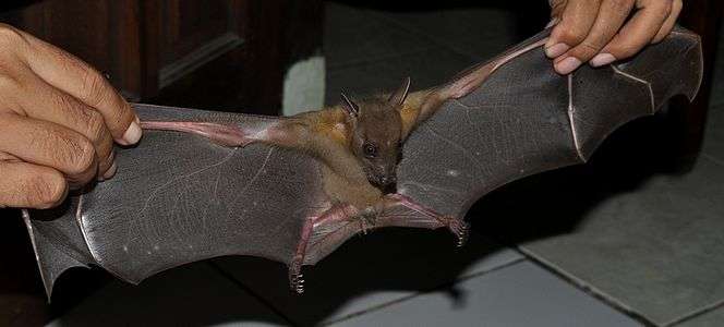 A black-brown bat with a light brown nape and shoulders, and dark brown eyes