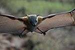 A bat in flight with brown shoulders and a light gray head