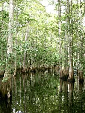 A swamp dominated by tall trees with buttressed trunks standing in water, their bark gray. As the trunks get closer to the water the color gradually becomes more brown