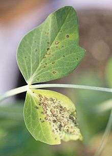 Necrotic lesions caused by Didymella pinodes on field pea leaves two weeks after infection