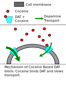 Diagram describes the mechanisms by which cocaine and amphetamines reduce dopamine transporter activity.