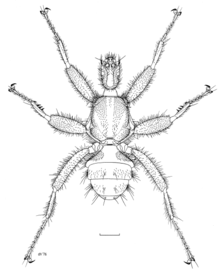 Male Mystacinobia zelandica illustrated by Des Helmore