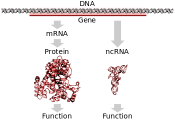 A protein-coding gene in DNA being transcribed and translated to a functional protein or a non-protein-coding gene being transcribed to a functional RNA
