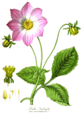 Dahlia sambucifolia