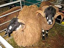 Dalesbred sheep in pen