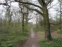 Darenth Wood