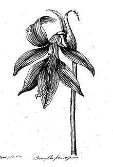 Engraving of a stalk with a flower on the end.
