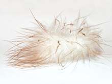 Fluffy down feather on white background