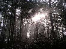 Sunlight shining through the trees in Borneo