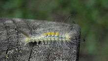 Definite tussock moth (O. definita) larva