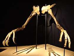 Deinocheirus holotype