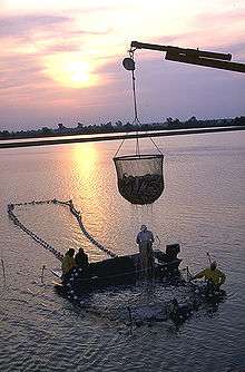 Photo of dripping, cup-shaped net, approximately 6 feet (1.8&nbsp;m) in diameter and equally tall, half full of fish, suspended from crane boom, with four workers on and around larger, ring-shaped structure in water