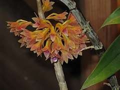 Photo of Dendrobium × usitae purplish orange flowers