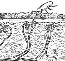 Illustration of Dermanyssus gallinae feeding