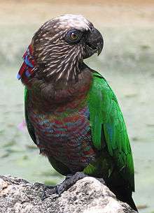 A brown-grey parrot with a white forehead and speckles spanning the head and neck, a red strip of feathers with blue-tips on the nape which also cover the underside, and green wings