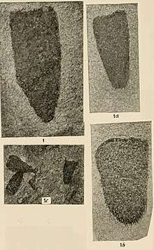 Diagoniella hindei fossils