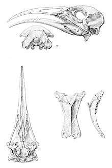 Image of skull bones