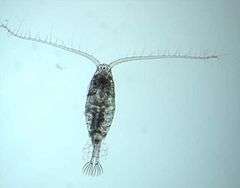 A copepod in the genus Diaptomus on a blue backgroud from the Great Lakes