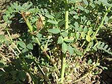 Didymella rabiei (Chickpea ascochyta blight fungus)
