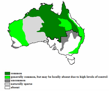 Distribution map of Australian dingoes. The black line represents the Dingo fence (after Fleming et al. 2001).