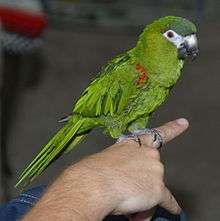 A green parrot with a dark-green forehead, red shoulders, a white beak, a black jaw, and white eye-spots