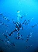 Photo of diver swimming among barracuda