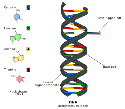 Cartoon of DNA with a base flipped out